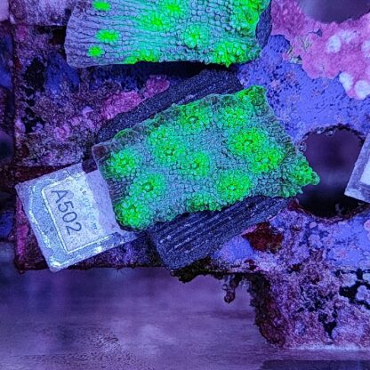 Echinopora A502 - Frags