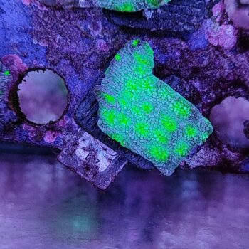 Echinopora D7 - Frags
