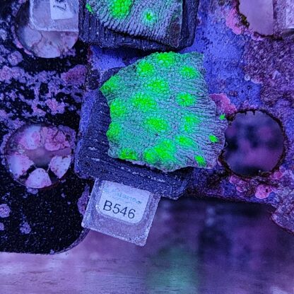 Echinopora B546 - Frags