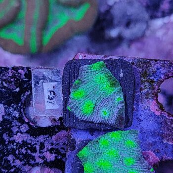 Echinopora F37 - Frags