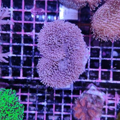 Sarcophyton M33 (29776)