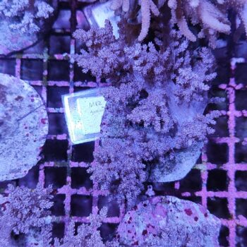 DIscosoma D61 - Frags