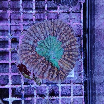 Lobophyllia A97 (37936)