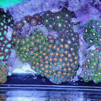 Zoanthus 8 (34098)