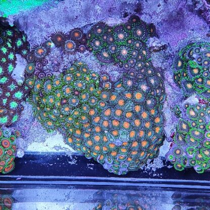 Zoanthus 8 (34098)