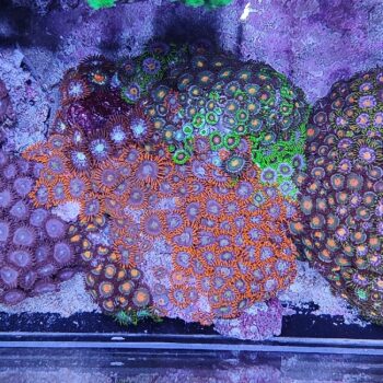 Zoanthus 10 (34098)