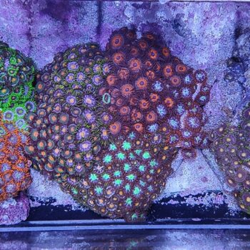 Zoanthus 11 (30646)