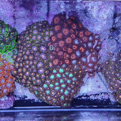 Zoanthus 11 (30646)