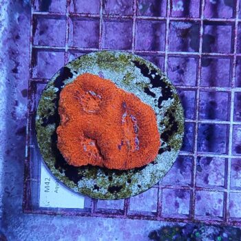 Acanthastrea bowerbanki M42 (50912)