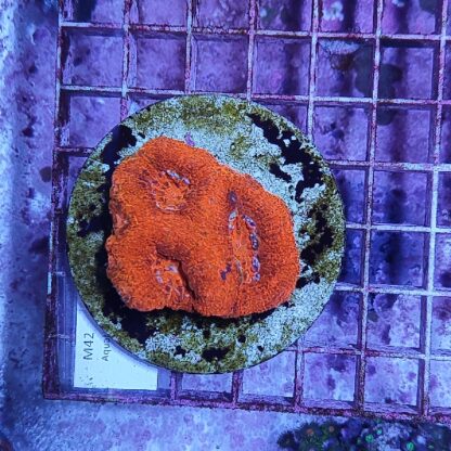 Acanthastrea bowerbanki M42 (50912)