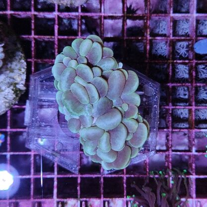 Plerogyra sinuosa D18 (41474)