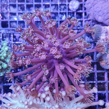 Goniopora A96 (46868)