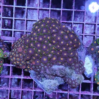 Zoanthus A97 (30237)