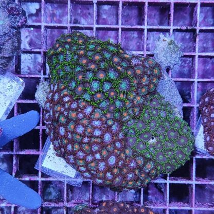 Zoanthus M47 (34404)