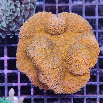 Lobophyllia D18 (50385)