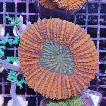 Lobophyllia N1 (50436)