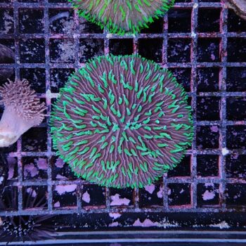 Fungia bicolor (50380)