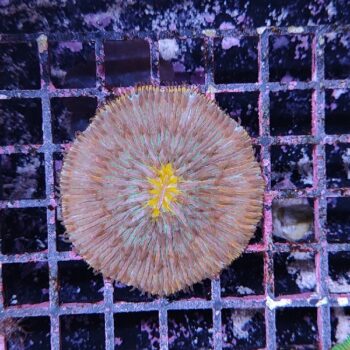 Fungia (50435)