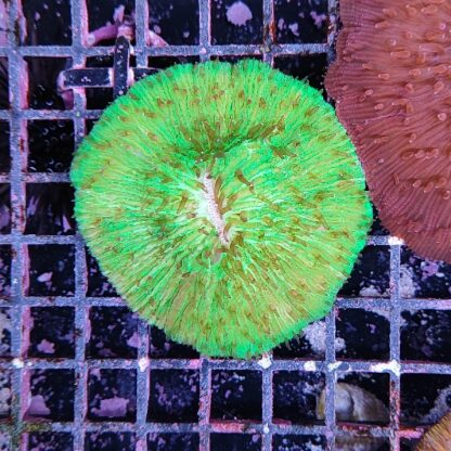 Fungia metallic green (50378)