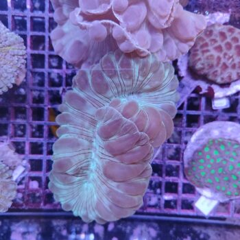 Nemenzophyllia B540 (46786)