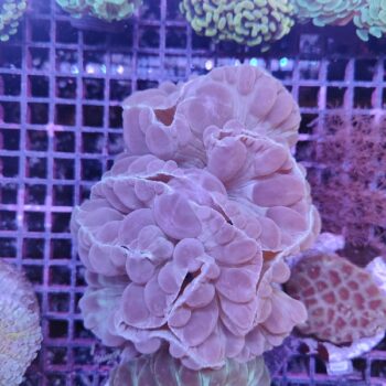 Nemenzophyllia G53 (46786)