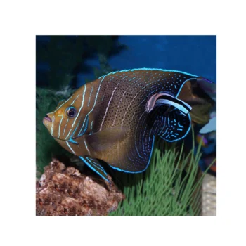 Pomacanthus semicirculatus Semi adult M - Semicircle Angelfish