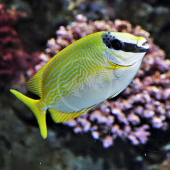 Siganus puellus - Masked spinefoot M