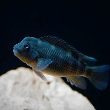 Steatocranus casuarius - Lionhead Cichlid 3cm