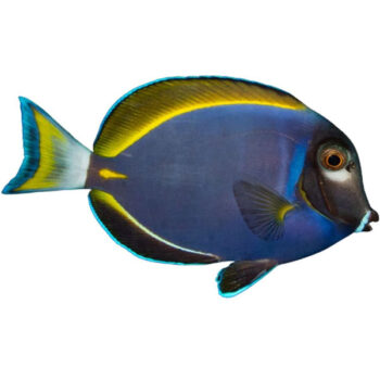 Acanthurus leucosternon X nigricans M/L - Ψάρια Θαλασσινού