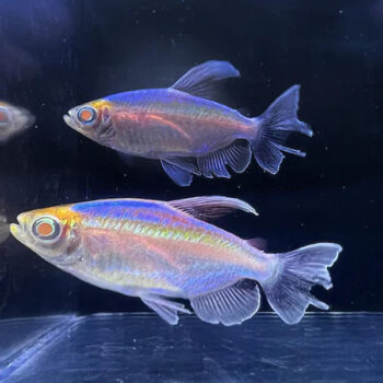Phenacogrammus interruptus - Albino Congo Tetra 3cm
