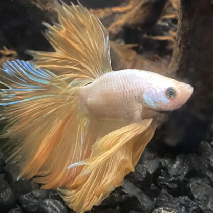 Betta splendens – Siamese Fighting Fish Male Snow white golden dragon