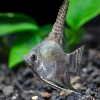 Pterophyllum scalare – Philippine Blue Smokey Angel... - Ψάρια Γλυκού