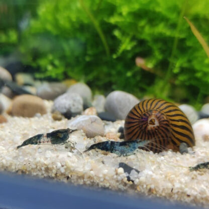 Neocaridina heteropoda -Blue Star Shrimp - Ασπόνδυλα Γλυκού