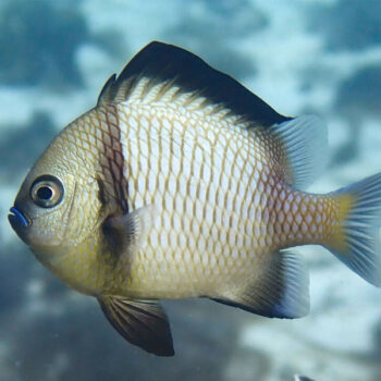 Dascyllus reticulatus - Reticulated Damselfish