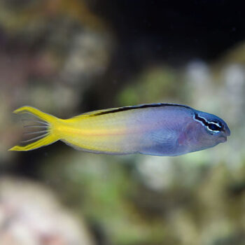 Meiacanthus atrodorsalis - Forktail blenny
