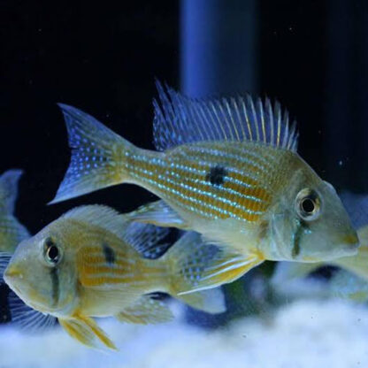 Geophagus taeniopareius – Geophagus Taeniopareius 3-5cm - Ψάρια Γλυκού