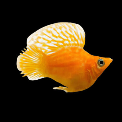 Peocilia latipinna-Golden Balloon Molly 2.8 cm