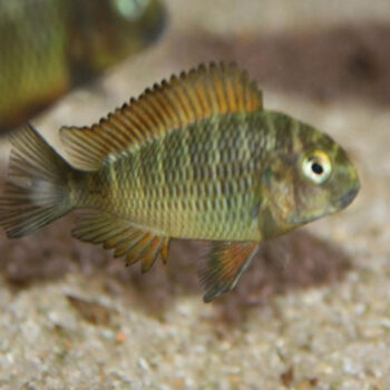 Tropheus moorii -Golden Kazumba 2.5-3 cm - Ψάρια Γλυκού