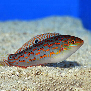 Halichoeres timorensis - Timor wrasse