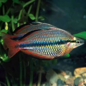 Melanotaenia trifasciata – Banded rainbowfish 8-9cm - Ψάρια Γλυκού