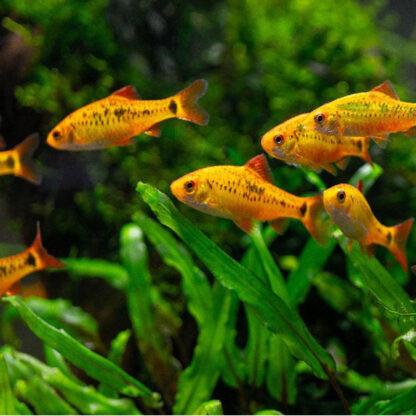 Puntius sachsi-Golden Barb 2.5 cm - Ψάρια Γλυκού