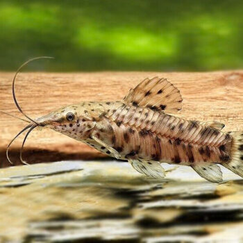 Megalechis thoracata – Spotted Hoplo 3.5cm - Ψάρια Γλυκού