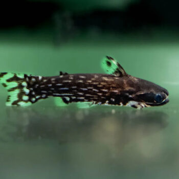 Tatia galaxias - Milky Way Wood Catfish 8cm