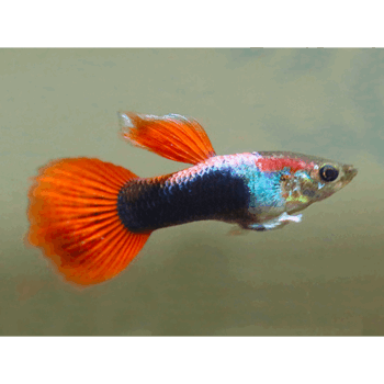 Poecilia reticulata -  Red Neon Guppy 3-3.5cm