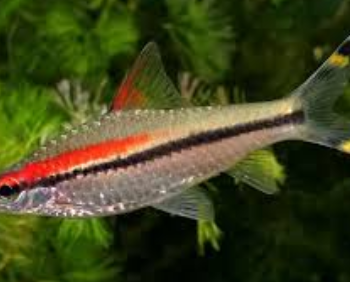 Sahyadria denisoni - Denison's Barb 6cm