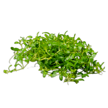 S.I Glossostigma elatinoides - Φυτά για Ενυδρεία