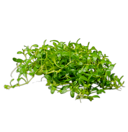 S.I Glossostigma elatinoides - Φυτά για Ενυδρεία