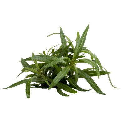 S.I Pogostemon stellatus (Eustralis) - Φυτά για Ενυδρεία