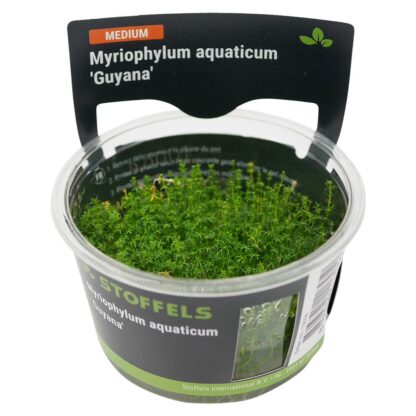S.I Myriochylum aquaticum Guyana in vitro - Φυτά για Ενυδρεία