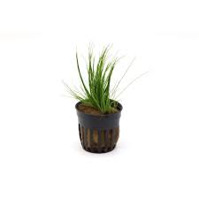 S.I. Eleocharis aciccularis potted - Χωρίς κατηγορία